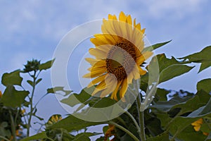 Sun flowers with green leaf