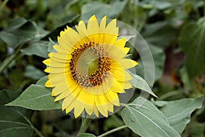 Sun flowers with green leaf