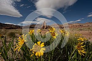 Sun Flowers Grow In Cathedral Valley In Capitol Reef