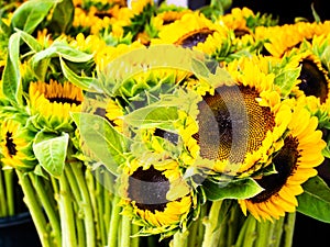 Sun flowers. Nature, market. Fresh Sun