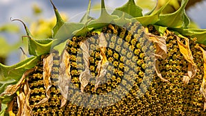 sun flowers seeds close up background sunny day on the agrocultural field