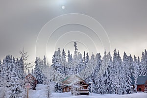 Sun Fog Snow Covered Evergreens Snoqualme Pass Washington