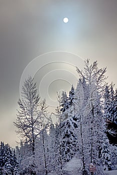 Sun Fog Snowy Evergreens Abstract Snoqualme Pass Washington