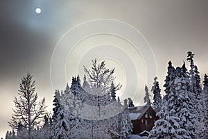 Sun Fog Snowy Trees Abstract Snoqualme Pass Washington