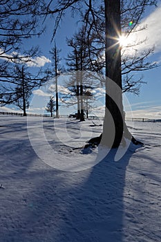 Sun on a forest landscape of the North of Mongolia