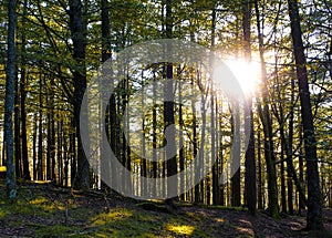 Sun between forest trees, Aiako Harriak natural park, Euskadi photo