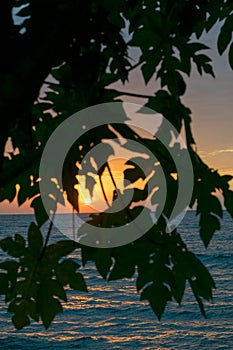 Sun framed between leaves and tree branches, at sunset. Lake Victoria,Tanzania