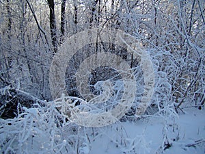 Winter landscapes of the Central black earth region.