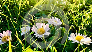 Daisies are dazzling on the grass with sun halo photo