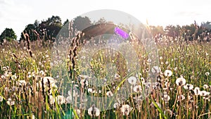 Sun glare of the rays of the setting sun on the background of a country field with white dandelions and wild flowers. Atmospheric