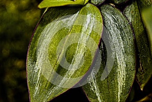 Sun gleaming plant leaf details