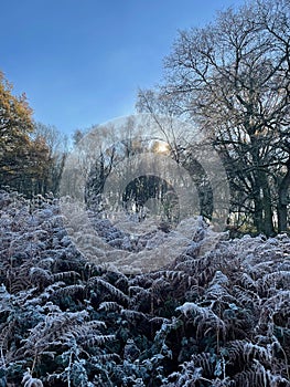 Sun glinting through trees on frosty woodland