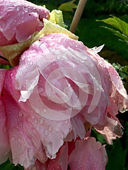 Morning dew on a floppy pink peony