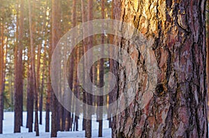 Sun Glow In Snowy Winter Forest. Pine Tree Trunk Closeup
