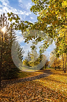 Sun Glowing Over An Autumn Park