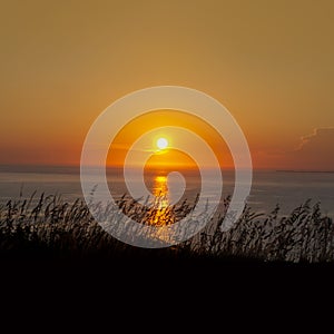 Sun with golden red colors reflecting of the sea waves on a hot summer`s morning evening with grassy shoreline silhouette