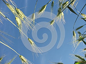 The sun and green ears of a rye