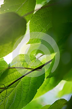 The sun through the green leaves. Tree with leaves, spring