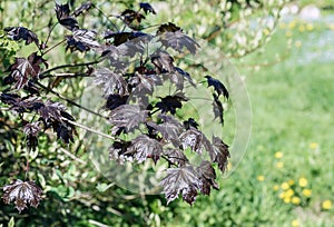 Sun green red maple tree branch with young leaves on a background of a blurred garden in the spring, a carpet of blooming forget-m