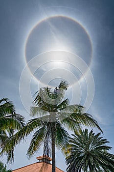 Sun Halo and palm tree