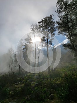 The sun hardly penetrating the thick cloud screen high in the mountains forest