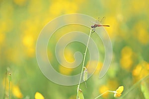 Sun hemp with dragonfly