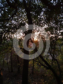 The sun hidden beyond the trees