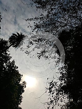 Sun hidden in clouds and trees