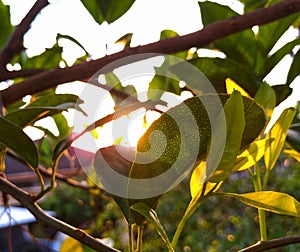 The sun hiding behind the leaf