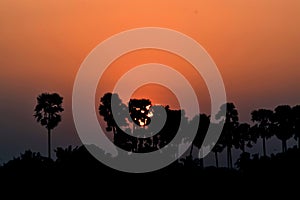 Sun hiding behind palmyrah trees during twilight time.Jaffna,Srilanka