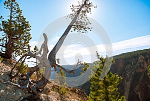 Sun hiding behind a pine tree growing on the crest of the Grand Canyon of the Yellowstone