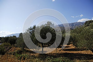 One young olive tree in cretan mountains