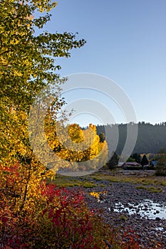 Sun highlights the autumn colored trees along the Naches River.