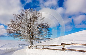 Il sole solitario un albero più vicino da la strada sciatori 