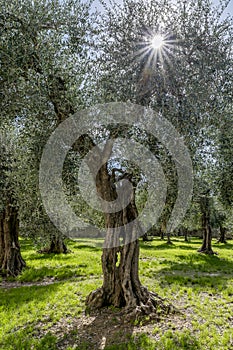 Il sole un il suo raggi filtrare attraverso da oliva un albero,, 