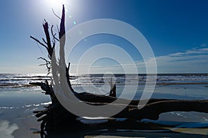 Sun just above the roots of fallen trees on a coastal beach, deep blue sky and tree silhouette