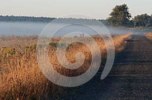 Early sunrise with ground fog and clear skies. photo