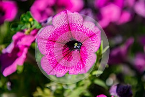 Sun kised  Geraniums in full bloum photo