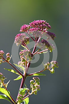 Sun-kissed Bright Pink Joe-Pye weed Eutrochium purpureum buds with Green Muted Background