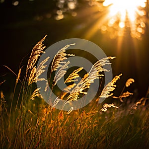 Sun-Kissed Meadow: Wildgrass Bathed in the Warmth of Sunlight