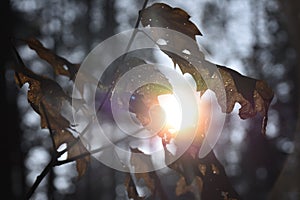 Sun leafs in the forest