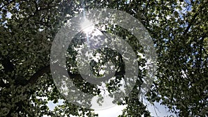 Sun through leaves of blooming tree