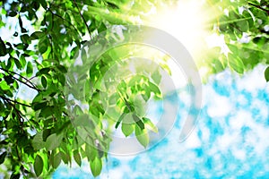 Sun and leaves. Green leaves on a background of blue sky and sun