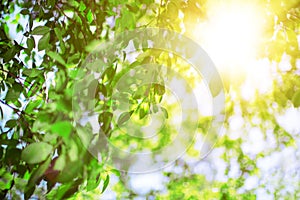 Sun and leaves. Green leaves on a background of blue sky and sun