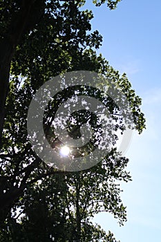 Sun between the leaves of an oak