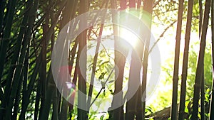 Sun lens flare effect and sun light rays through bamboo trees