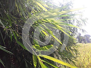 Sun light on bamboo leaves in sambalpur ,Odisha