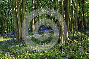 Sun light casting shadows through Bluebell woods, Badby Woods Northamptonshire