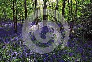 Sun light casting shadows through Bluebell woods, Badby Woods Northamptonshire