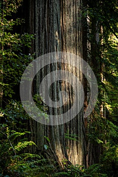 Sun Light Dapples the Trunk Of Large Redwood